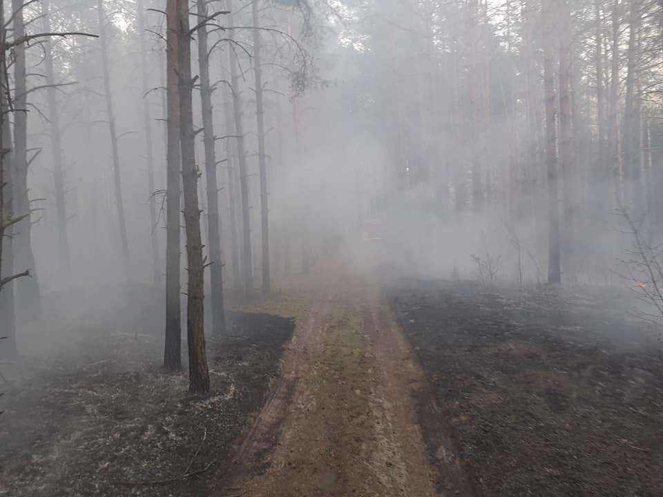Pod Ostrołęką spłonęły dwa hektary lasu! [28.04.2020] - zdjęcie #3 - eOstroleka.pl