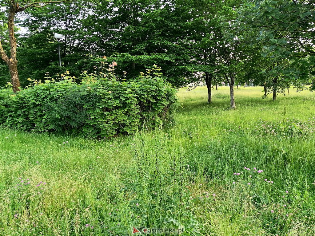 Park na osiedlu Wojciechowice [17.06.2020] - zdjęcie #14 - eOstroleka.pl