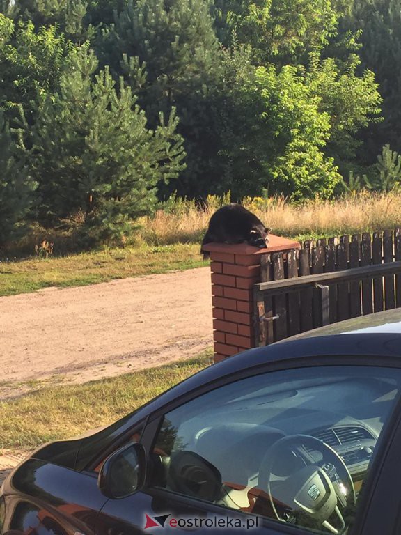 Niecodzienny gość zawitał dziś do naszej Czytelniczki [07.08.2020] - zdjęcie #17 - eOstroleka.pl