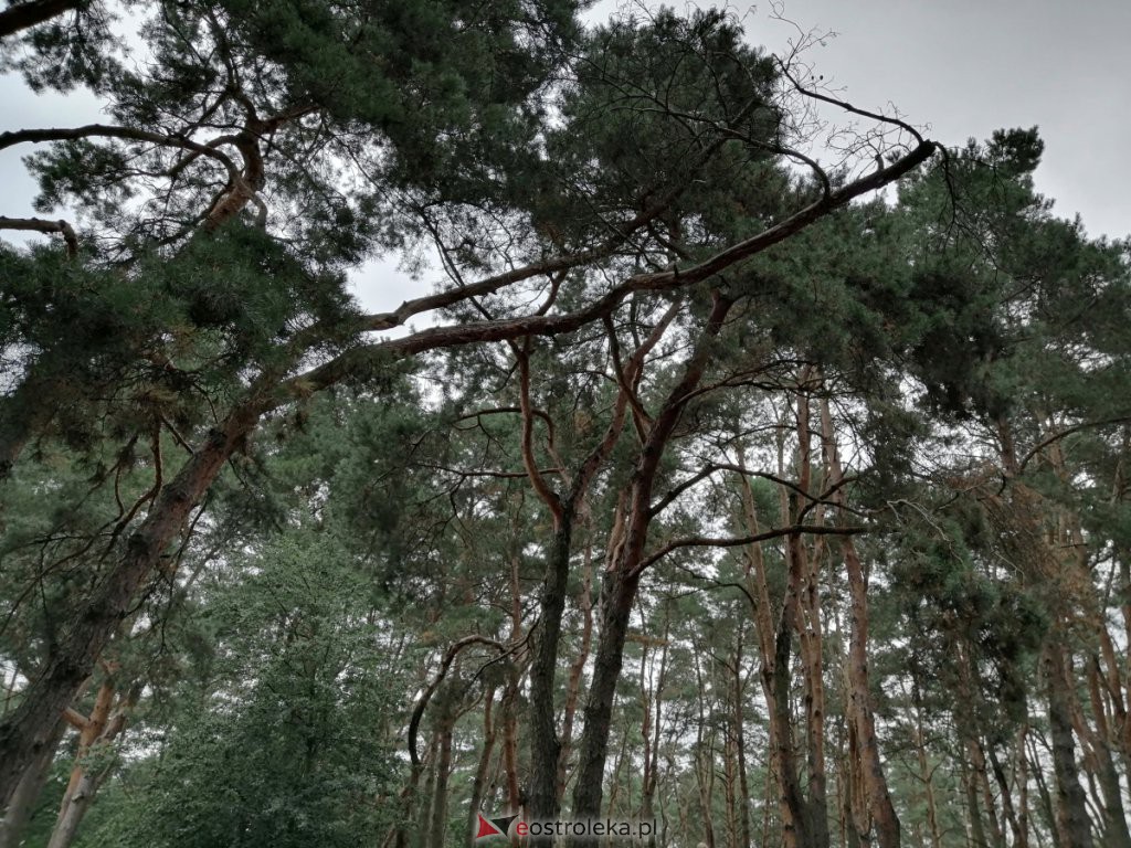 W parku na osiedlu Bursztynowym runęło drzewo. Zamknięto plac zabaw [03.09.2020] - zdjęcie #11 - eOstroleka.pl