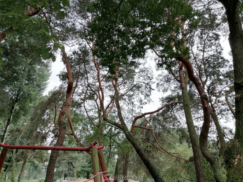 W parku na osiedlu Bursztynowym runęło drzewo. Zamknięto plac zabaw [03.09.2020] - zdjęcie #9 - eOstroleka.pl