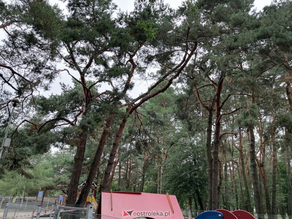 W parku na osiedlu Bursztynowym runęło drzewo. Zamknięto plac zabaw [03.09.2020] - zdjęcie #10 - eOstroleka.pl