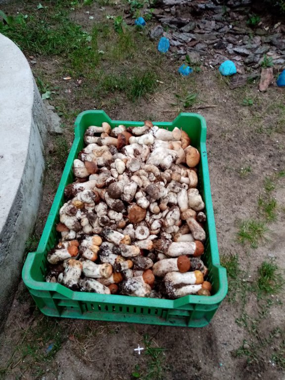Sezon grzybowy 2020 - zbiory naszych czytelników [13.09.2020] - zdjęcie #19 - eOstroleka.pl