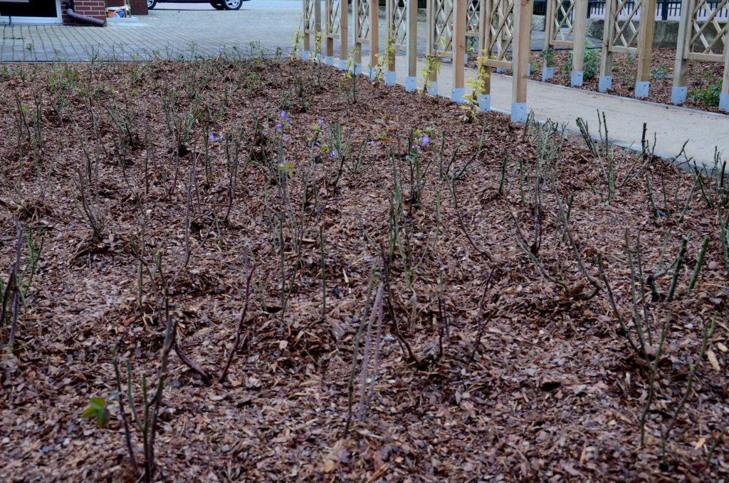 Arboretum w Kadzidle gotowe [23.11.2020] - zdjęcie #1 - eOstroleka.pl