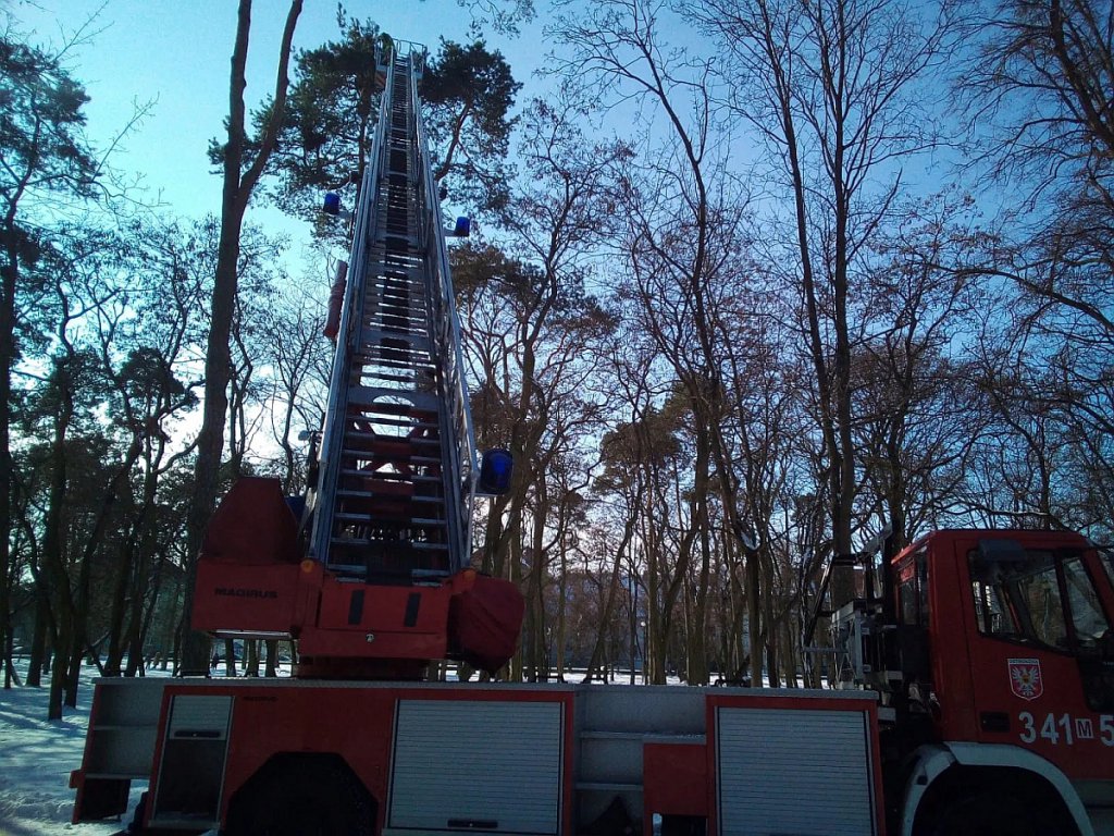 Park miejski bez ptasich „niespodzianek” [26.02.2021] - zdjęcie #4 - eOstroleka.pl