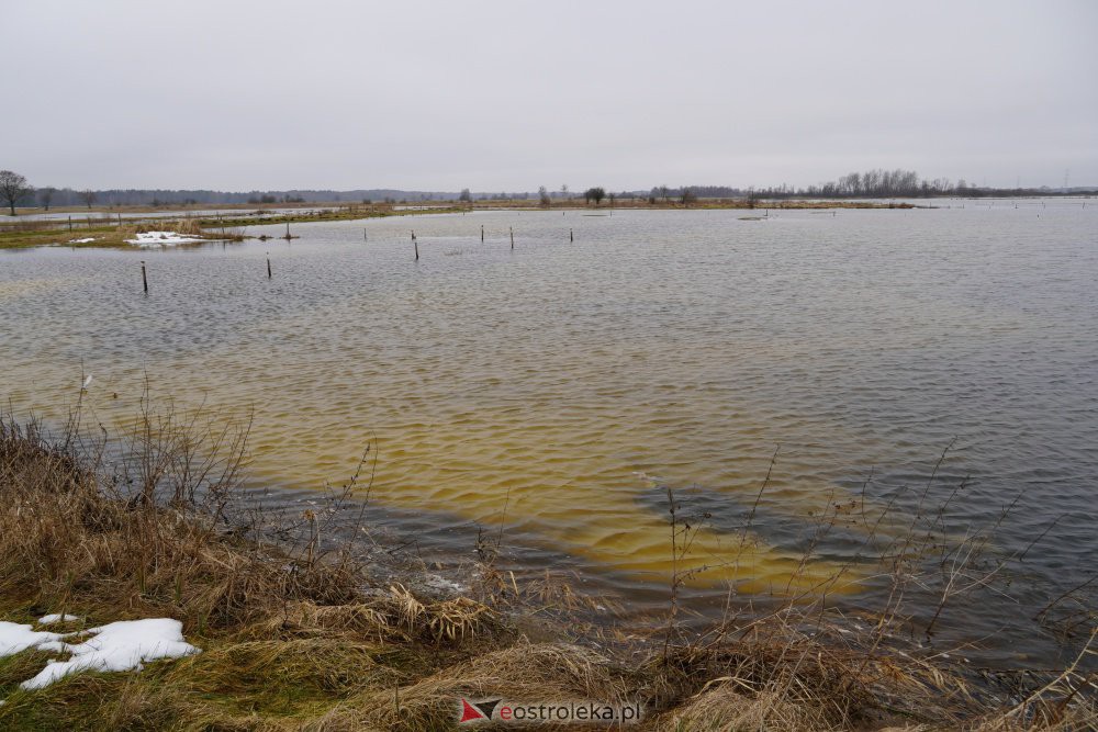 Rozlewiska rzeki Omulew w miejscowości Gleb [01.03.2021] - zdjęcie #8 - eOstroleka.pl