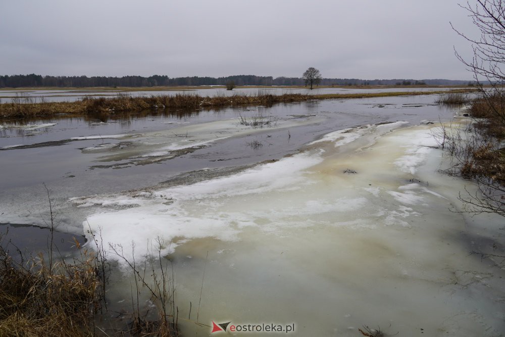 Rozlewiska rzeki Omulew w miejscowości Gleb [01.03.2021] - zdjęcie #11 - eOstroleka.pl