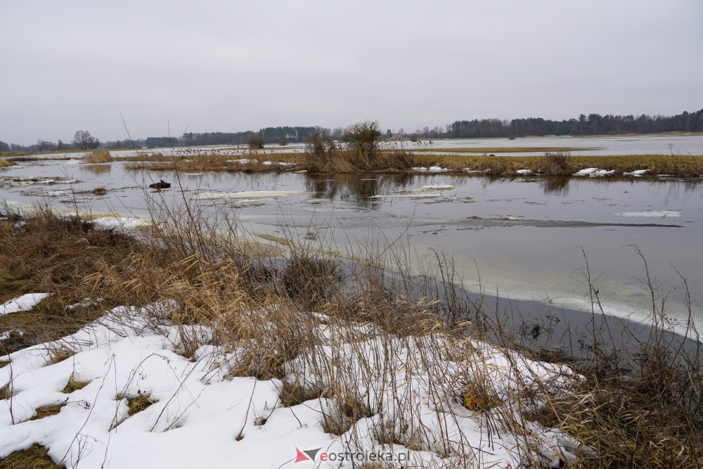 Rozlewiska rzeki Omulew w miejscowości Gleb [01.03.2021] - zdjęcie #13 - eOstroleka.pl