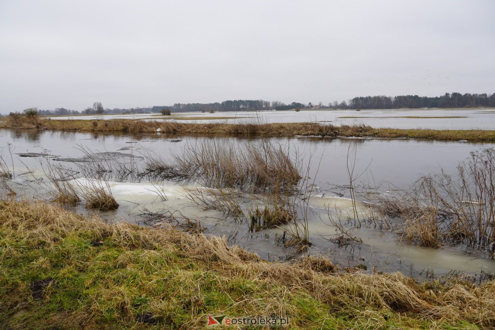 Rozlewiska rzeki Omulew w miejscowości Gleb [01.03.2021] - zdjęcie #17 - eOstroleka.pl