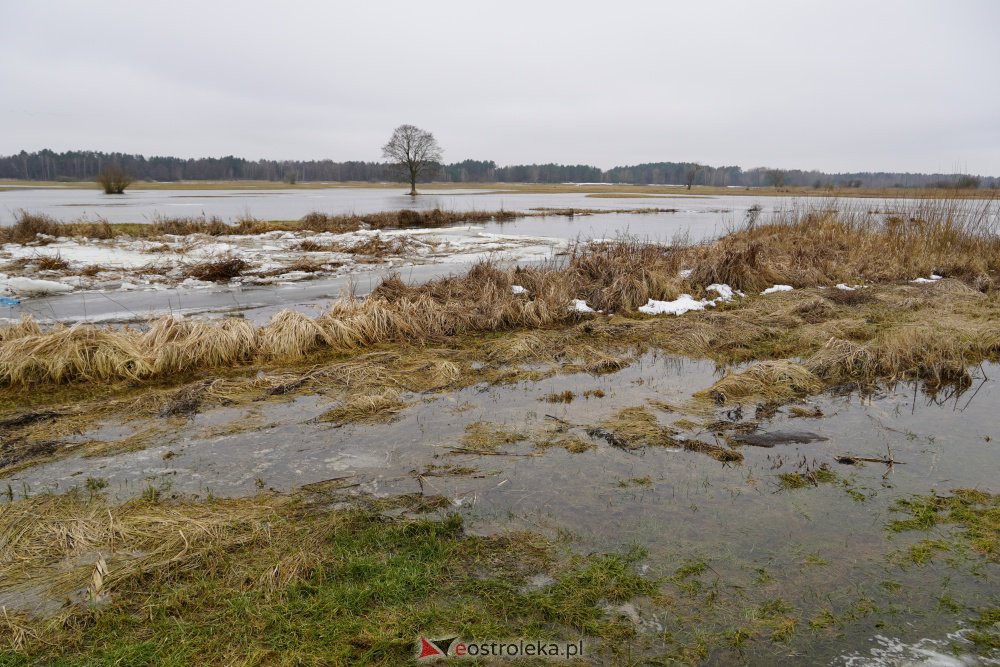 Rozlewiska rzeki Omulew w miejscowości Gleb [01.03.2021] - zdjęcie #21 - eOstroleka.pl