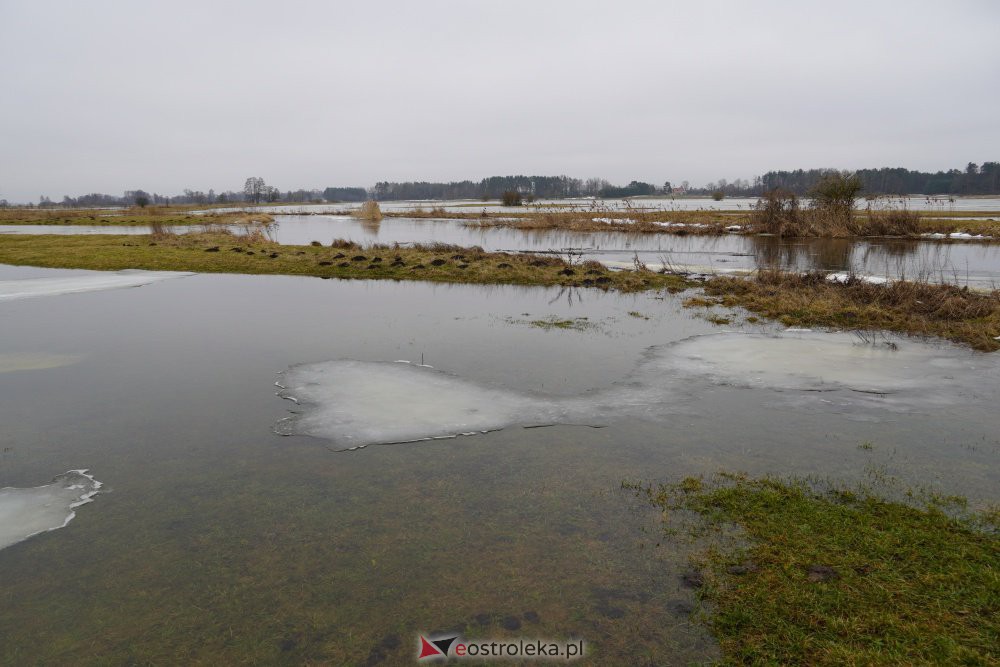 Rozlewiska rzeki Omulew w miejscowości Gleb [01.03.2021] - zdjęcie #31 - eOstroleka.pl