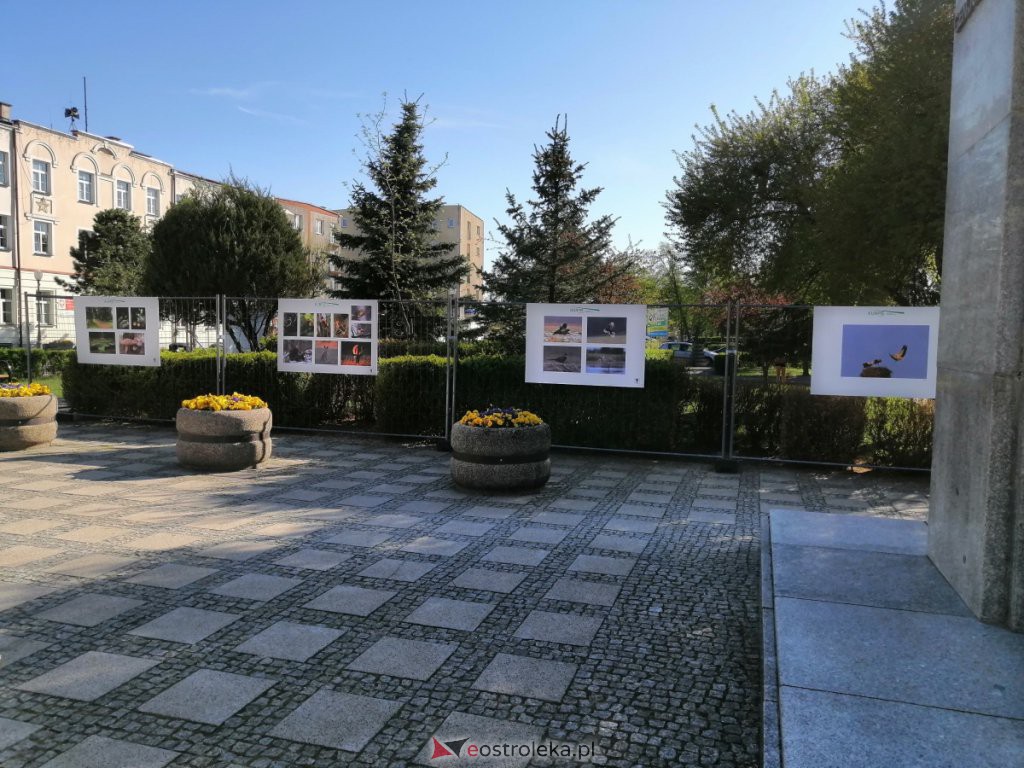 Wystawa „Kurpie” już dostępna na placu Bema [11.05.2021] - zdjęcie #4 - eOstroleka.pl