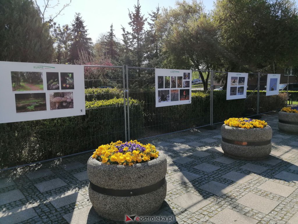 Wystawa „Kurpie” już dostępna na placu Bema [11.05.2021] - zdjęcie #8 - eOstroleka.pl