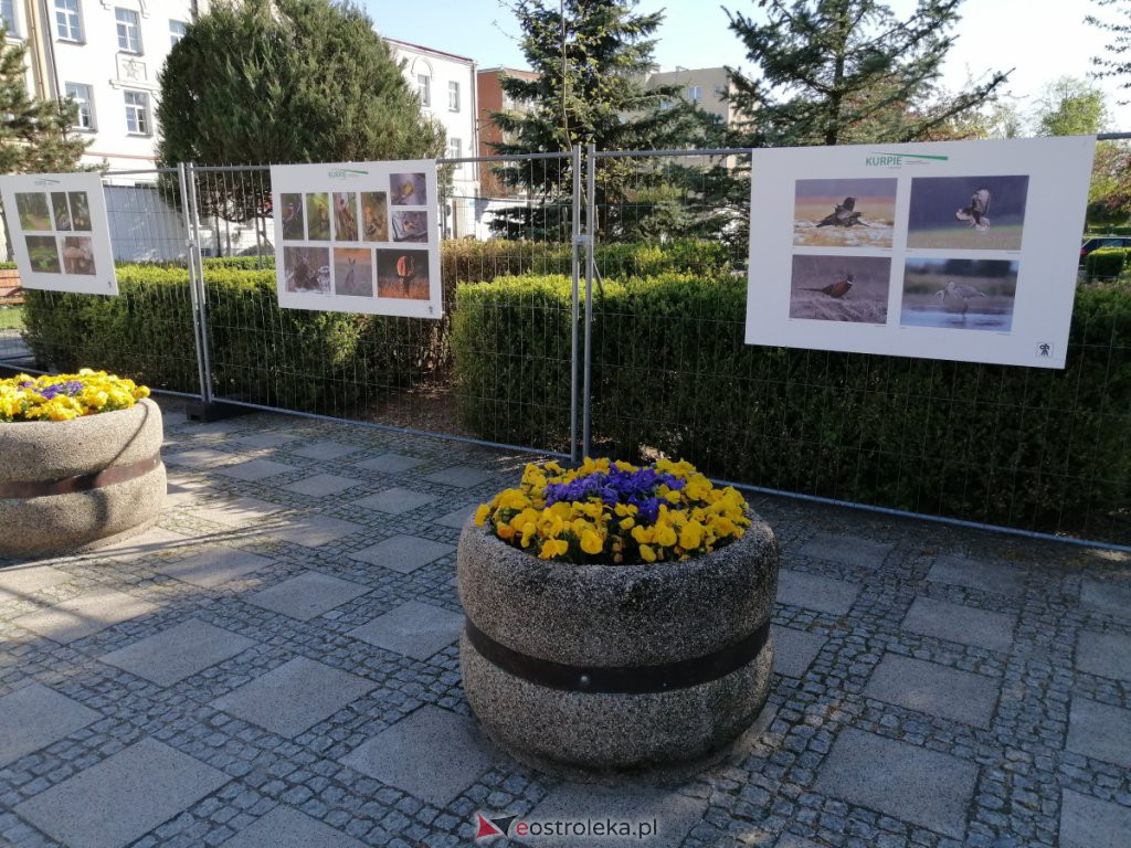 Wystawa „Kurpie” już dostępna na placu Bema [11.05.2021] - zdjęcie #9 - eOstroleka.pl