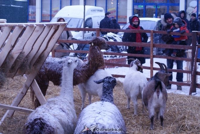 Miejska Wigilia(18-12-2010) - zdjęcie #6 - eOstroleka.pl