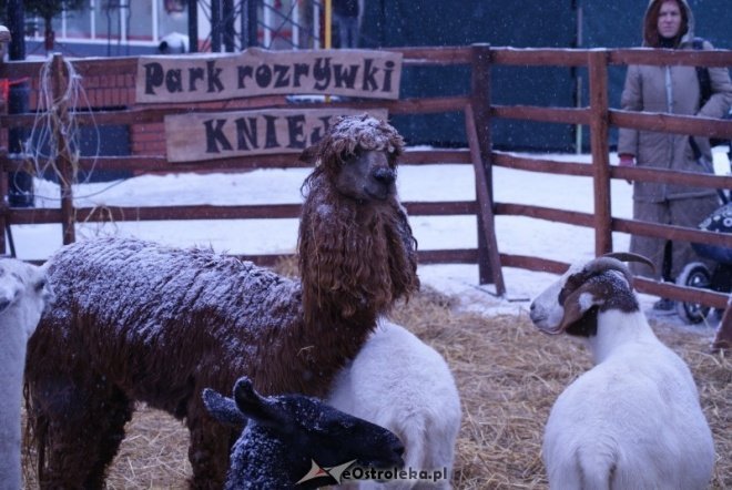 Miejska Wigilia(18-12-2010) - zdjęcie #2 - eOstroleka.pl