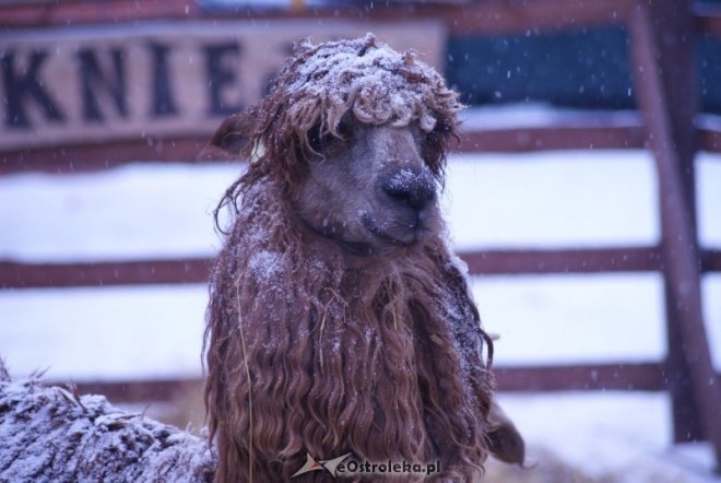 Miejska Wigilia(18-12-2010) - zdjęcie #1 - eOstroleka.pl