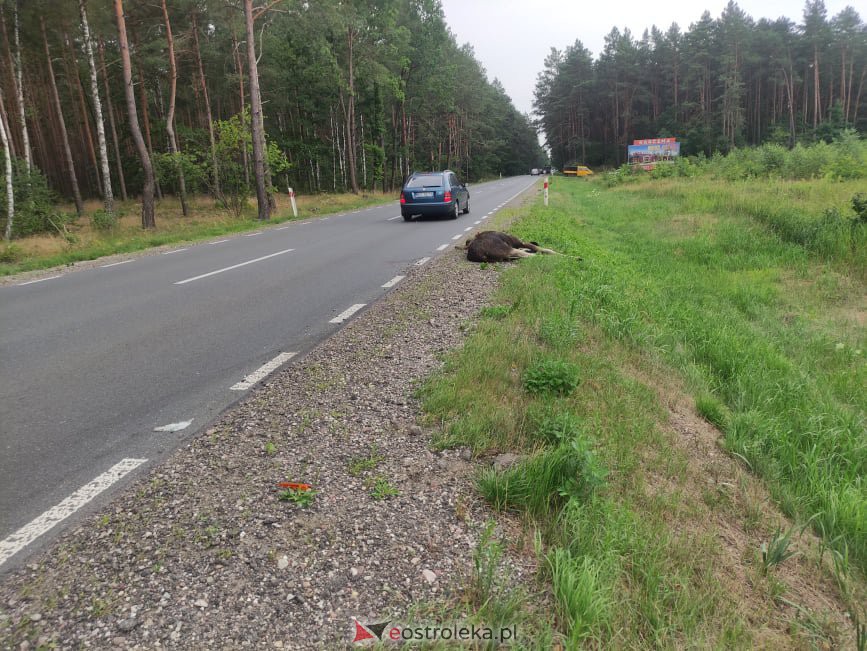 Wypadek w Łodziskach na DK-53 [15.07.2021] - zdjęcie #4 - eOstroleka.pl