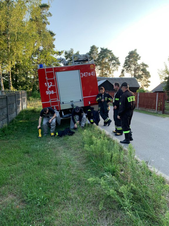 Strażacy zlikwidowali gniazda szerszeni [9.08.2021] - zdjęcie #5 - eOstroleka.pl