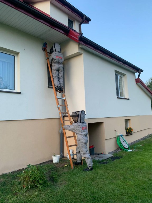 Strażacy zlikwidowali gniazda szerszeni [9.08.2021] - zdjęcie #6 - eOstroleka.pl