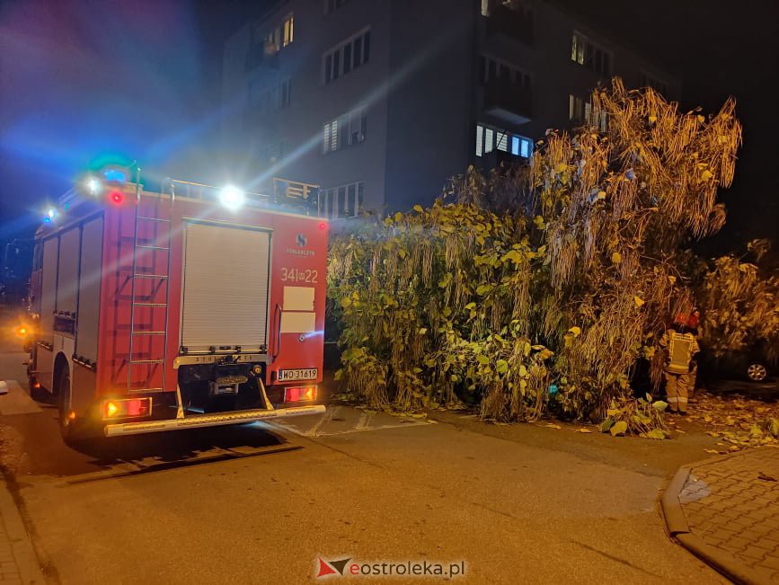 Powalone drzewo przygniotło samochody przy Psarskiego [21.10.2021] - zdjęcie #1 - eOstroleka.pl
