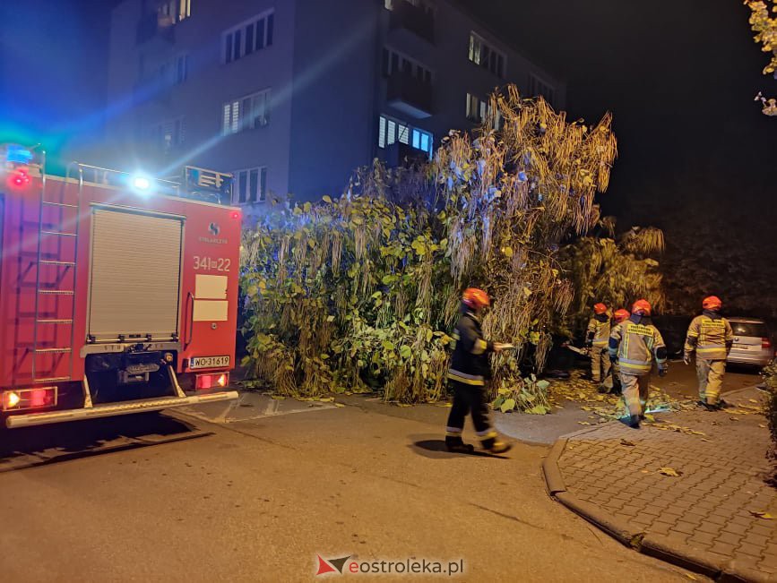 Powalone drzewo przygniotło samochody przy Psarskiego [21.10.2021] - zdjęcie #3 - eOstroleka.pl