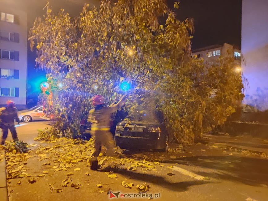 Powalone drzewo przygniotło samochody przy Psarskiego [21.10.2021] - zdjęcie #4 - eOstroleka.pl
