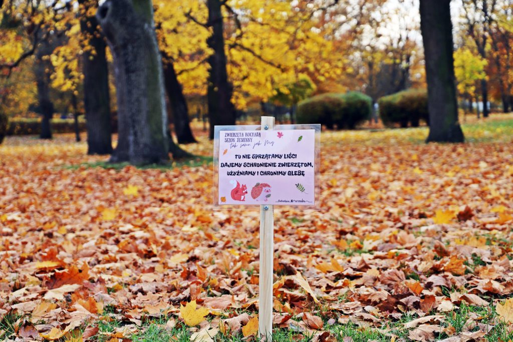 Tu nie sprzątamy liści. Dajemy schronienie zwierzętom - zdjęcie #1 - eOstroleka.pl