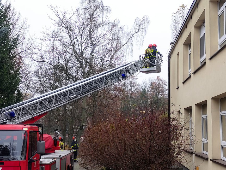 Niebezpieczne owady w „siódemce”. Na pomoc ruszyła straż pożarna [17.11.2021] - zdjęcie #4 - eOstroleka.pl