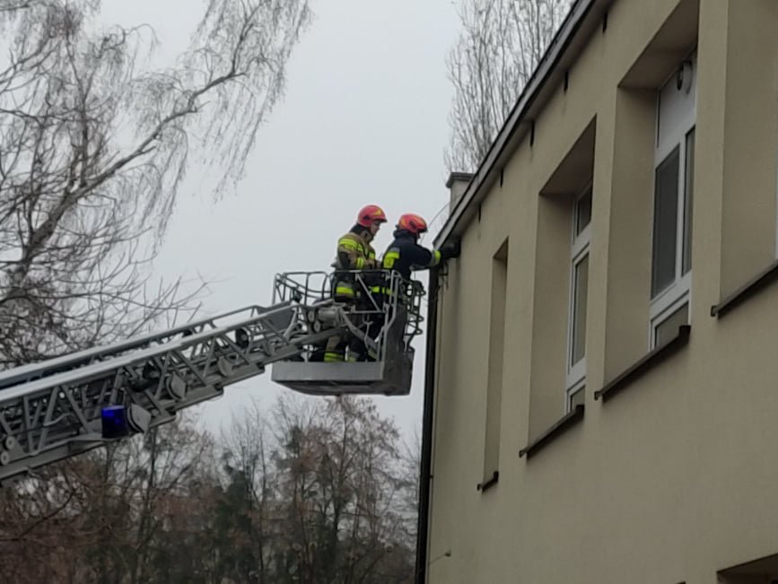 Niebezpieczne owady w „siódemce”. Na pomoc ruszyła straż pożarna [17.11.2021] - zdjęcie #10 - eOstroleka.pl