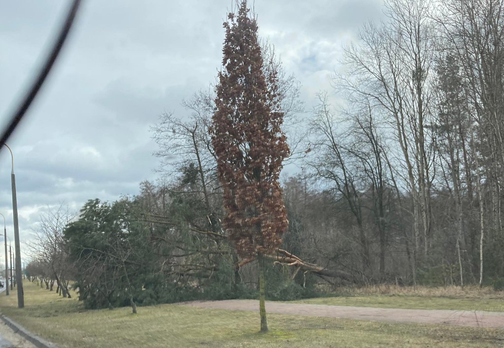 Wieje, niszczy i sieje strach. Kolejna noc z wichurą w regionie [19.02.2022] - zdjęcie #31 - eOstroleka.pl