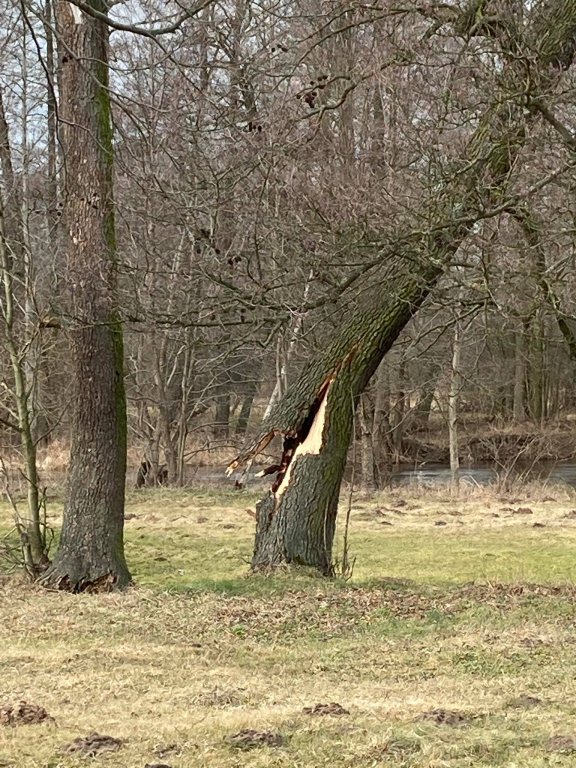 Wieje, niszczy i sieje strach. Kolejna noc z wichurą w regionie [19.02.2022] - zdjęcie #11 - eOstroleka.pl