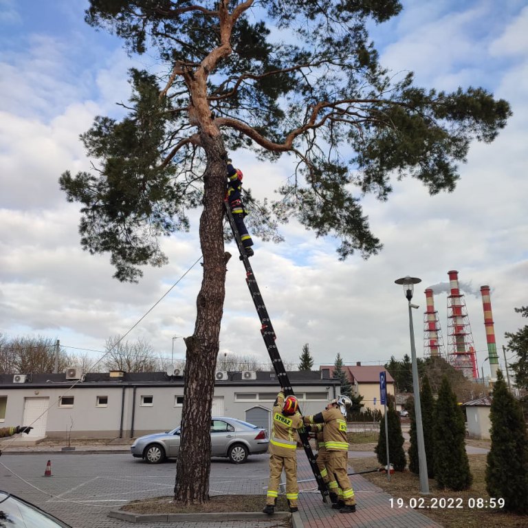 Wieje, niszczy i sieje strach. Kolejna noc z wichurą w regionie [19.02.2022] - zdjęcie #17 - eOstroleka.pl