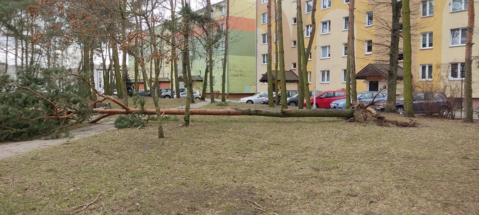 Wieje, niszczy i sieje strach. Kolejna noc z wichurą w regionie [19.02.2022] - zdjęcie #84 - eOstroleka.pl