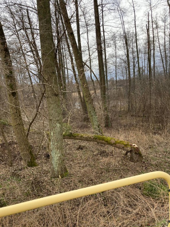 Wieje, niszczy i sieje strach. Kolejna noc z wichurą w regionie [19.02.2022] - zdjęcie #23 - eOstroleka.pl