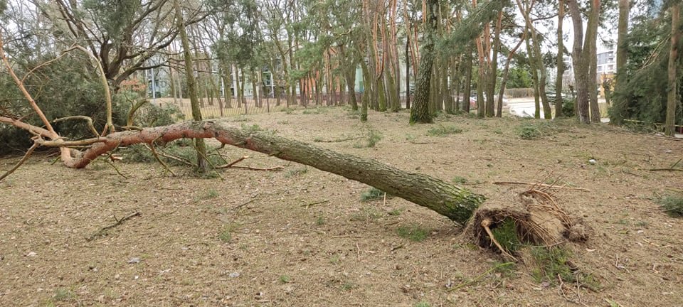 Wieje, niszczy i sieje strach. Kolejna noc z wichurą w regionie [19.02.2022] - zdjęcie #79 - eOstroleka.pl