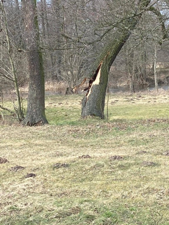 Wieje, niszczy i sieje strach. Kolejna noc z wichurą w regionie [19.02.2022] - zdjęcie #12 - eOstroleka.pl