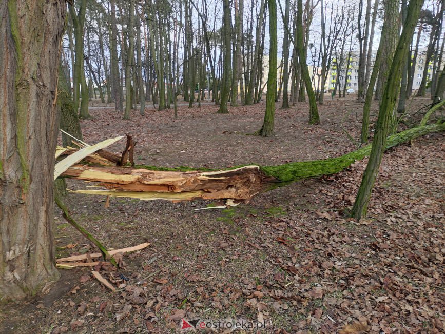 Wieje, niszczy i sieje strach. Kolejna noc z wichurą w regionie [19.02.2022] - zdjęcie #89 - eOstroleka.pl