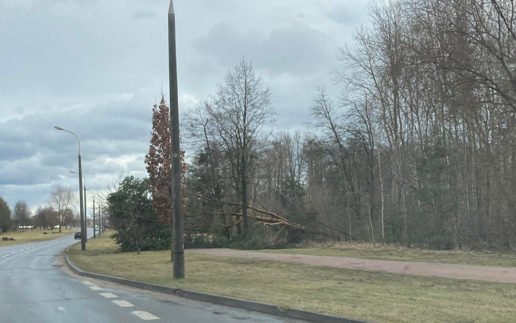 Wieje, niszczy i sieje strach. Kolejna noc z wichurą w regionie [19.02.2022] - zdjęcie #32 - eOstroleka.pl