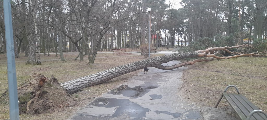Wieje, niszczy i sieje strach. Kolejna noc z wichurą w regionie [19.02.2022] - zdjęcie #6 - eOstroleka.pl