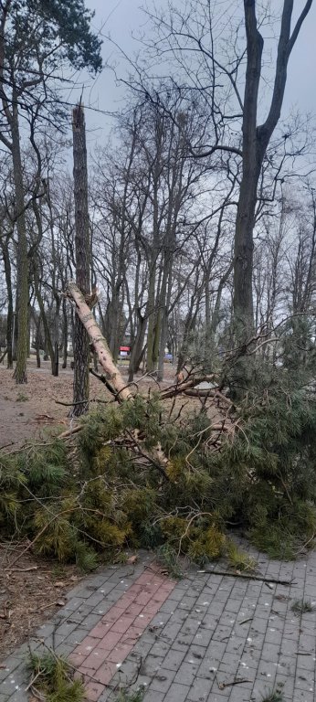 Wieje, niszczy i sieje strach. Kolejna noc z wichurą w regionie [19.02.2022] - zdjęcie #5 - eOstroleka.pl