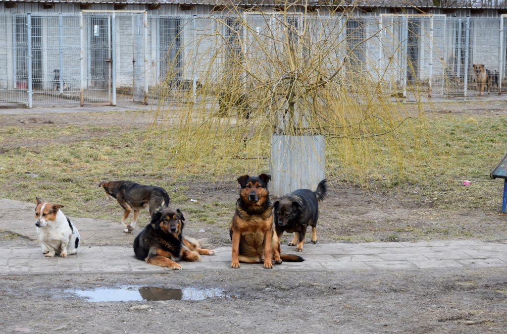 Funkcjonariusze ZK w Przytułach Starych wsparli schronisko dla bezdomnych psów Arka - zdjęcie #3 - eOstroleka.pl