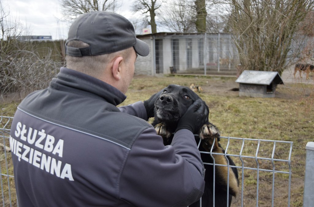 Funkcjonariusze ZK w Przytułach Starych wsparli schronisko dla bezdomnych psów Arka - zdjęcie #2 - eOstroleka.pl