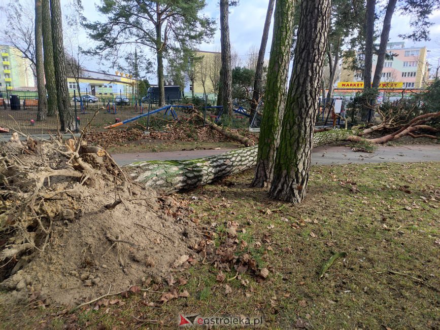 Zniszczony wybieg dla psów w miejskim parku [19.02.2022] - zdjęcie #1 - eOstroleka.pl