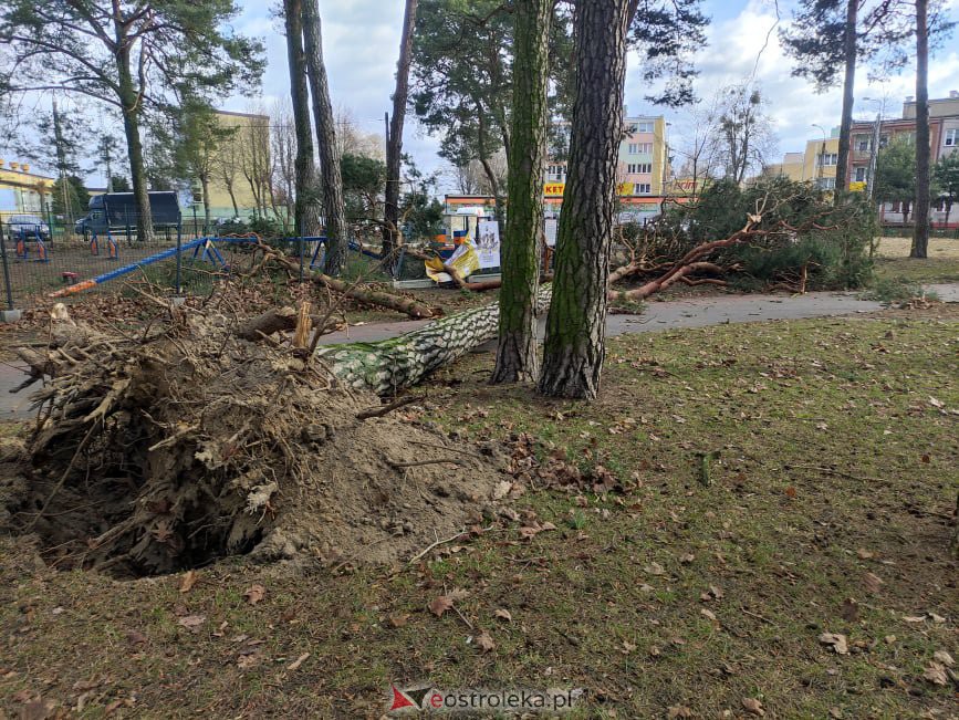 Zniszczony wybieg dla psów w miejskim parku [19.02.2022] - zdjęcie #4 - eOstroleka.pl