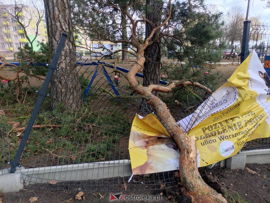 Zniszczony wybieg dla psów w miejskim parku [19.02.2022] - zdjęcie #9 - eOstroleka.pl