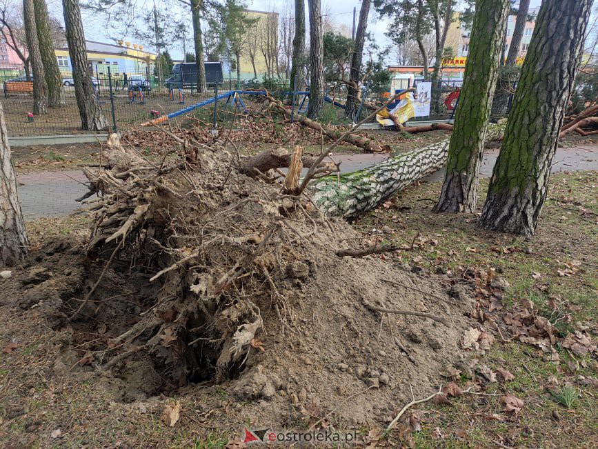 Zniszczony wybieg dla psów w miejskim parku [19.02.2022] - zdjęcie #6 - eOstroleka.pl