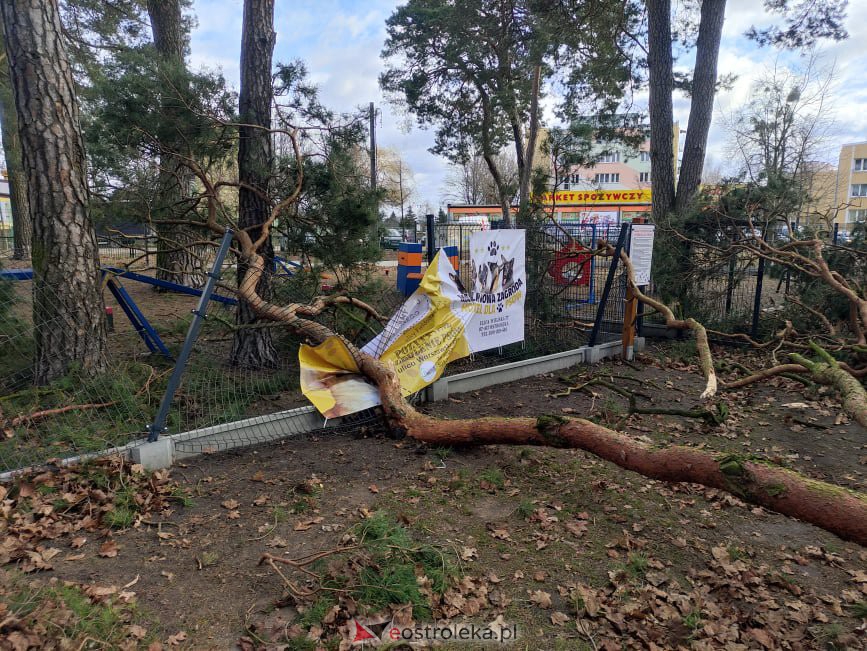 Zniszczony wybieg dla psów w miejskim parku [19.02.2022] - zdjęcie #1 - eOstroleka.pl