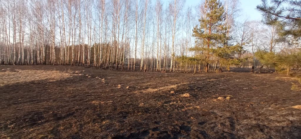 Plaga pożarów traw na nieużytkach [24.03.2022] - zdjęcie #10 - eOstroleka.pl
