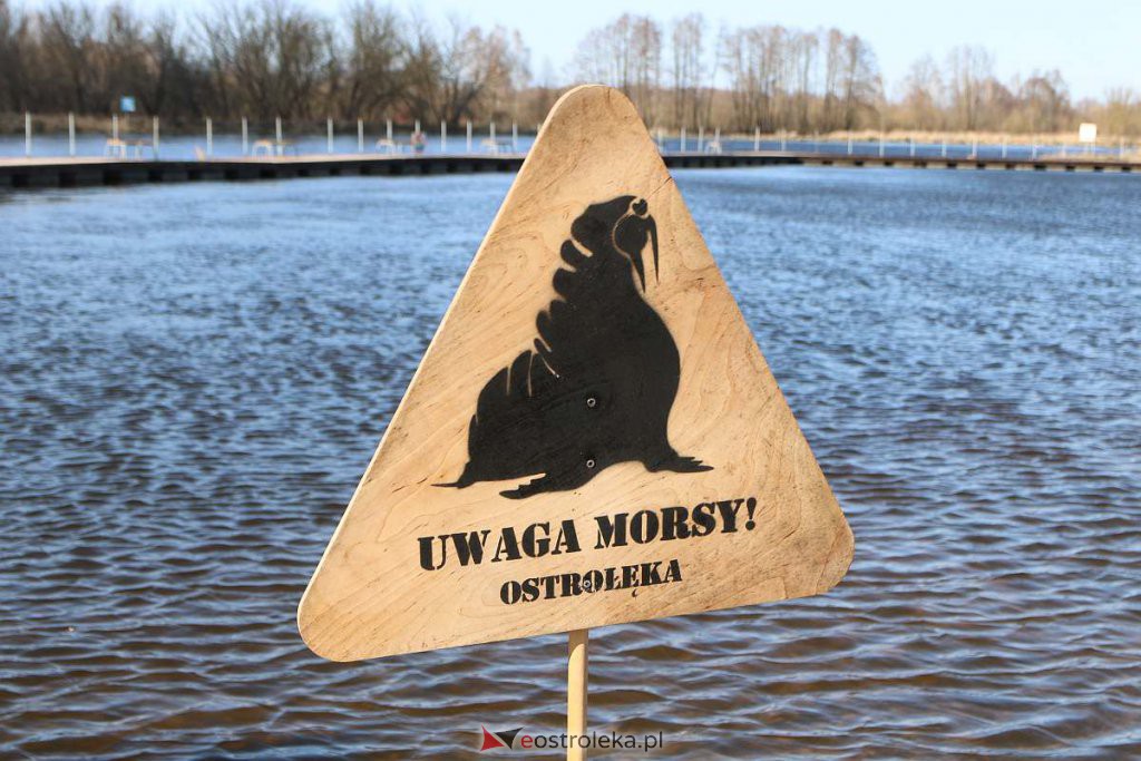 Ostrołęckie Morsy zakończyły sezon [26.03.2022] - zdjęcie #107 - eOstroleka.pl